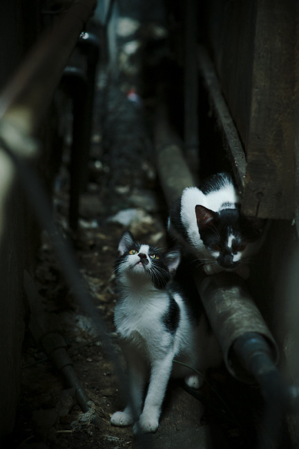 英格拉姆化身优雅刺客！东方巨龙与玫瑰之城的跨洋鏖战