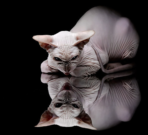 足球的隐喻革命，当墨西哥带走希腊，基耶萨在欧冠半决赛成为第三个答案