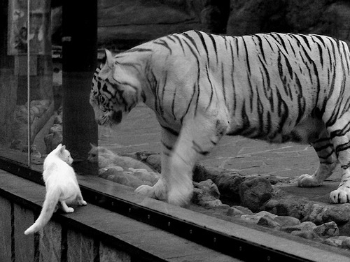 哈登爆发背后,广厦队防守哲学如何锁死凯尔特人式进攻