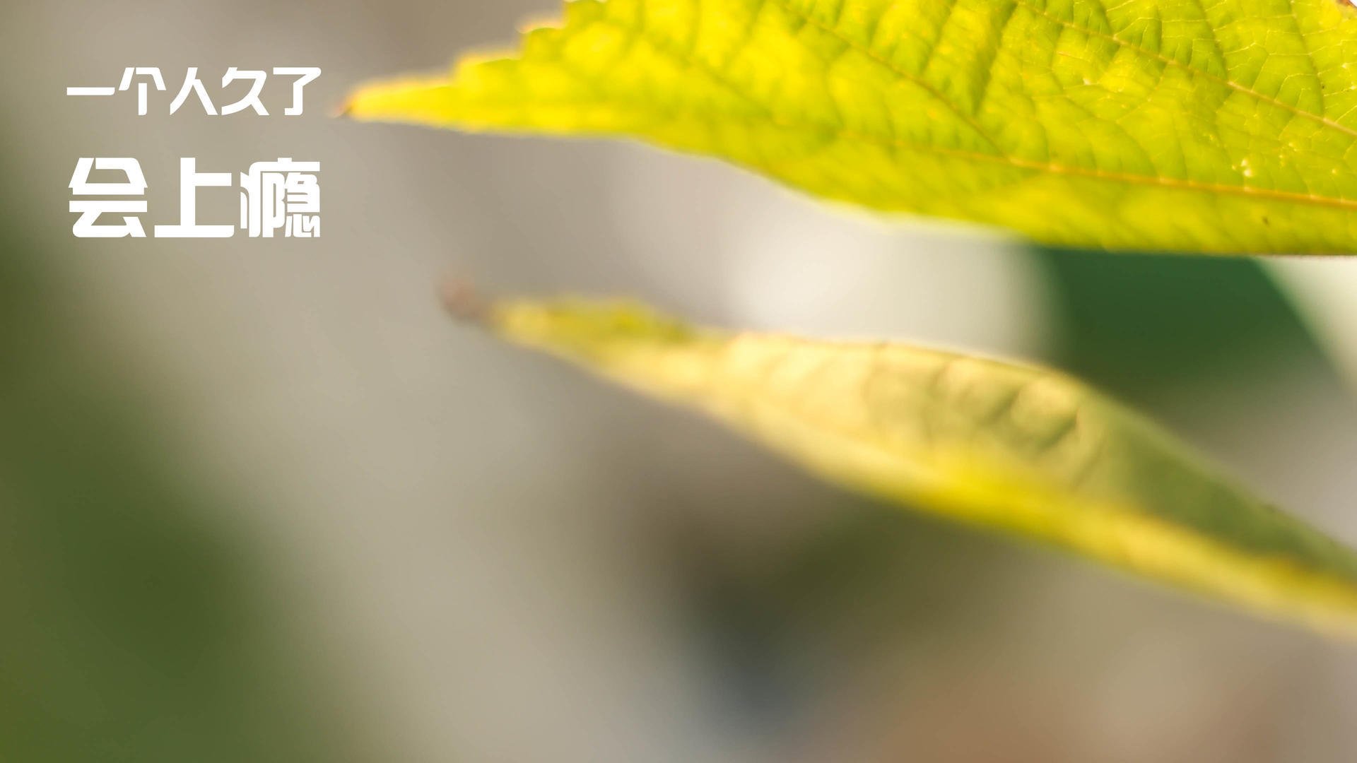 平行宇宙的龙吟，当塔图姆披上猛龙战袍成为逆转独行侠的关键先生