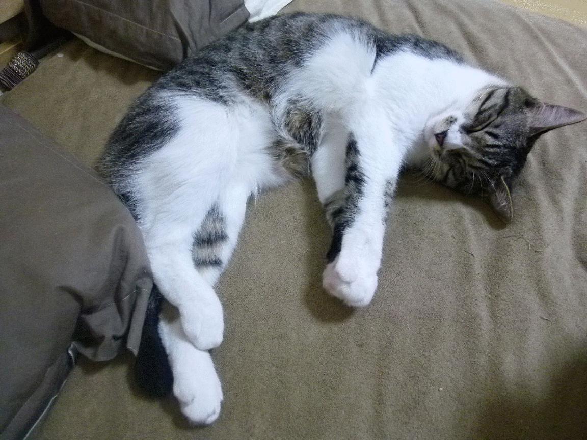 从罪人到救世主，楚阿梅尼一记任意球洗刷误判之耻，助加纳上演惊天逆转淘汰南美劲旅